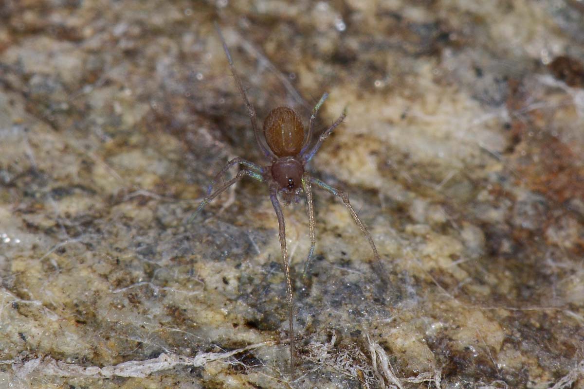 Leptoneta sp. - Avigliana (TO)